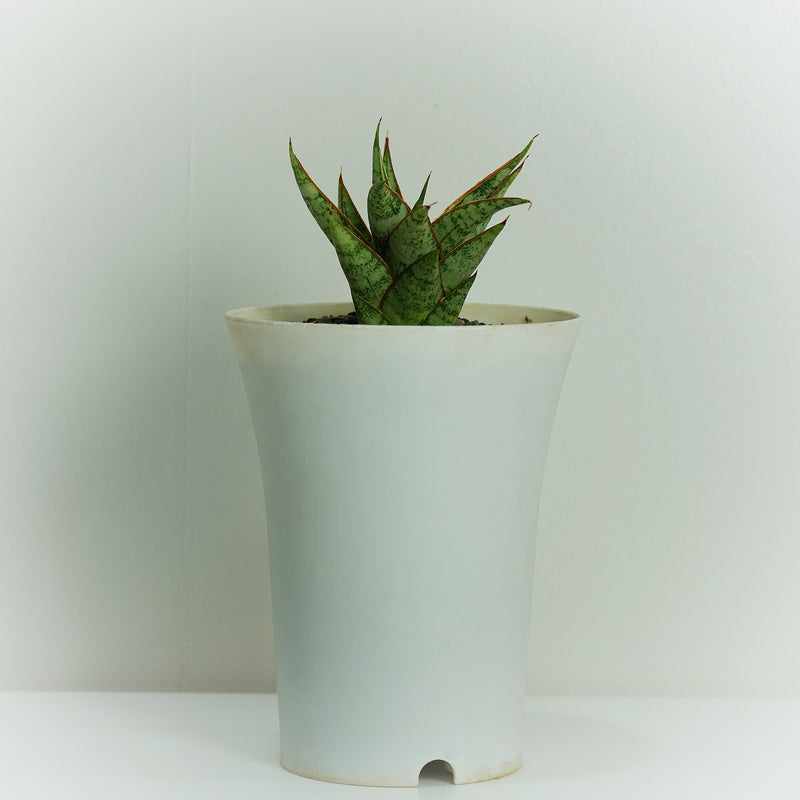 Sansevieria Sweet Celery ( SNAKE PLANT oxygen plant succulents ) 4_INCHS_POT_DIAMIATRA WITHOUT_POT