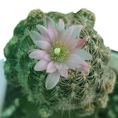 Gymnocalycium bruchii var niveum