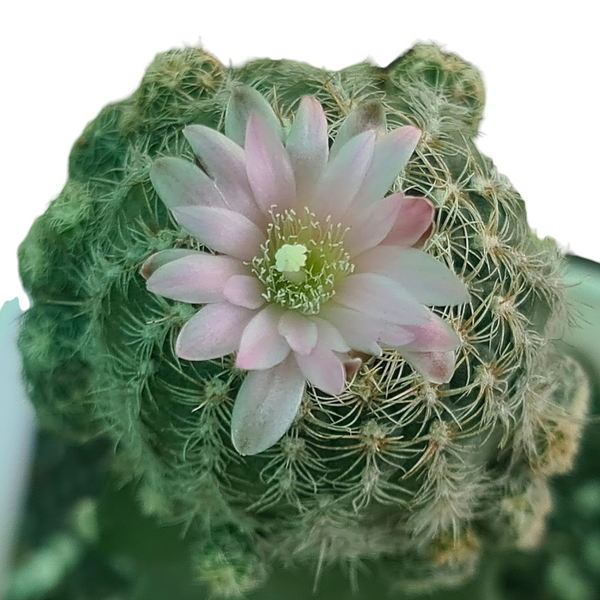 Gymnocalycium bruchii var niveum