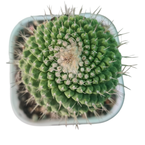 Strombocactus disciformis