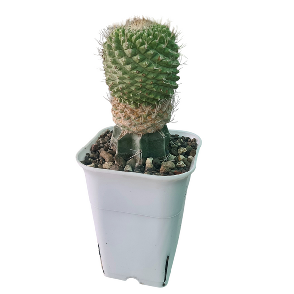 Strombocactus disciformis