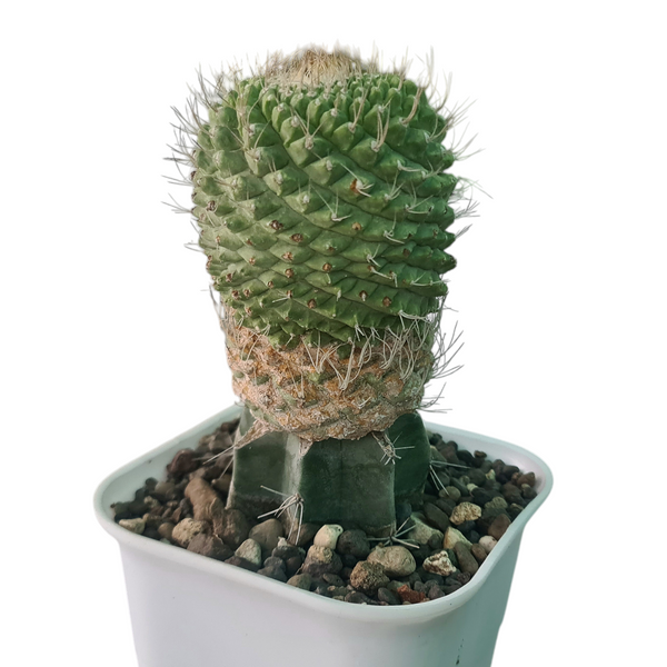 Strombocactus disciformis