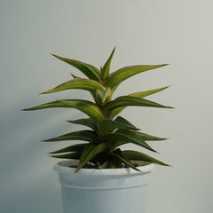 Sansevieria lavranos 51 variegated