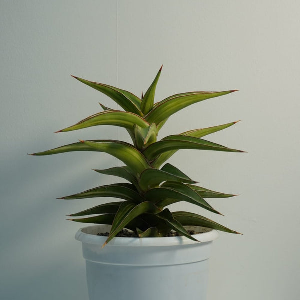 Sansevieria lavranos 51 variegated