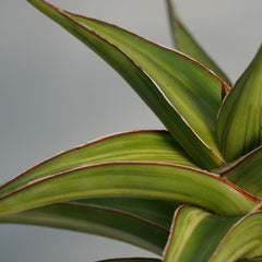 Sansevieria lavranos 51 variegated