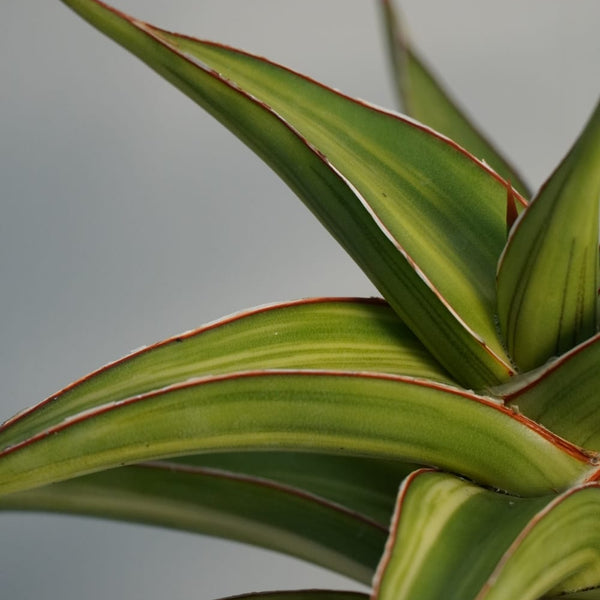 Sansevieria lavranos 51 variegated