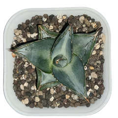 Agave Pumila Miniature WITHOUT_POT 3.5_SQUARE_POT