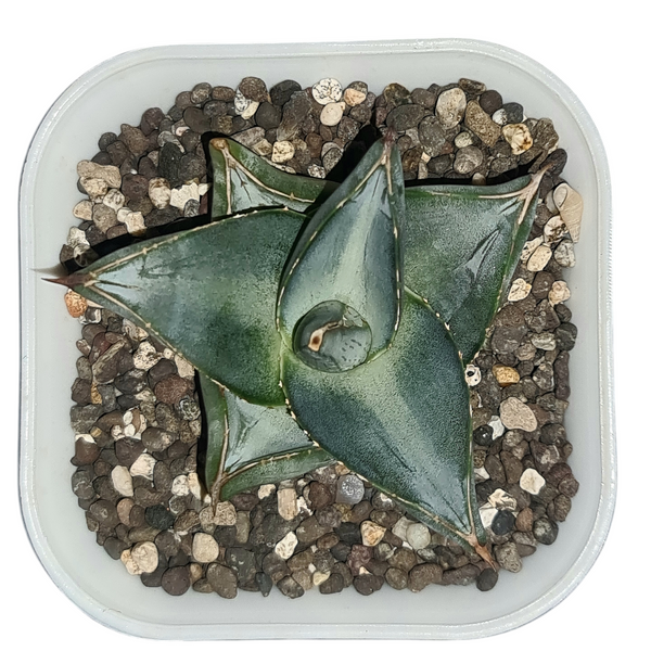 Agave Pumila Miniature WITHOUT_POT 3.5_SQUARE_POT