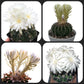 Combo of 4 Different Exotic Discocact varieties