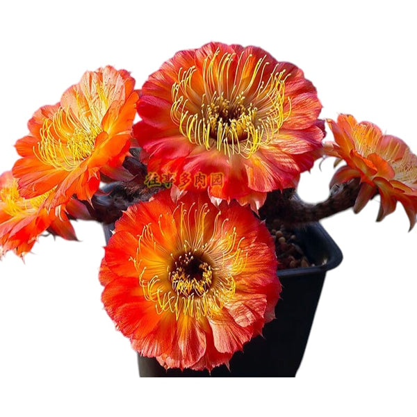Lobivia napina 3.5_INCHS_QEAURN_POT WITHOUT_POT