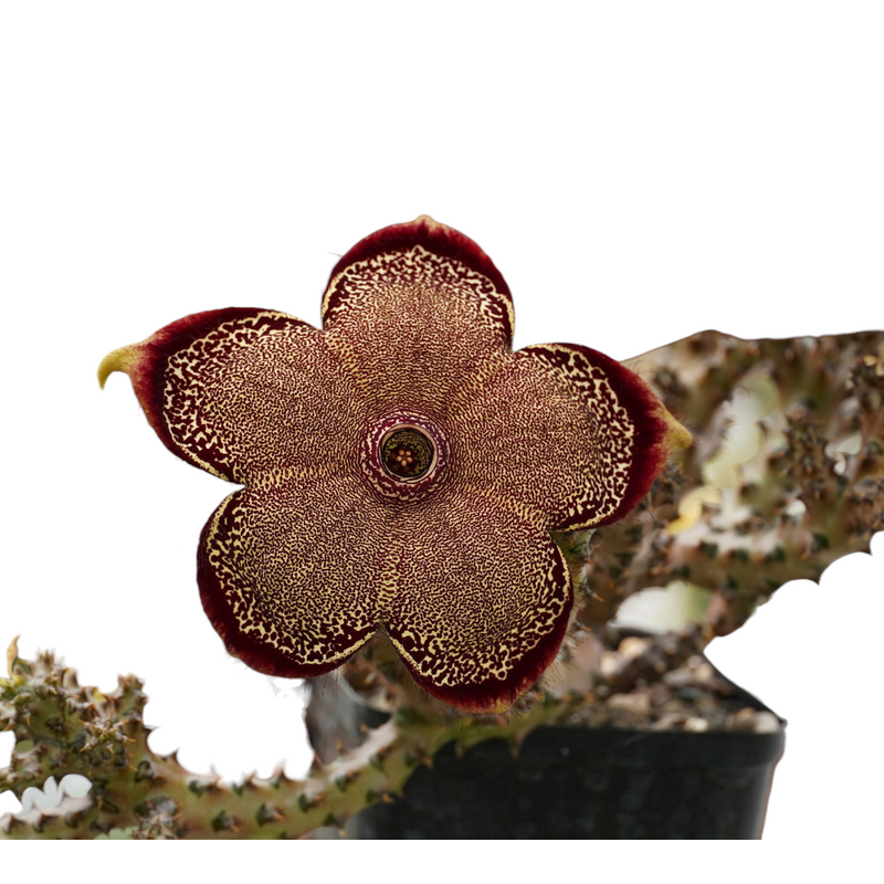 SUCCULENT- Edithcolea grandis 6_INCHES_POT_SIZE WITHOUT_POT_SHIPPING