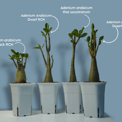 Combo of 4 Adenium Arabicum – Exotic plant-Bonsai plant- Indoor plant