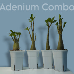 Combo of 4 Adenium Arabicum – Exotic plant-Bonsai plant- Indoor plant