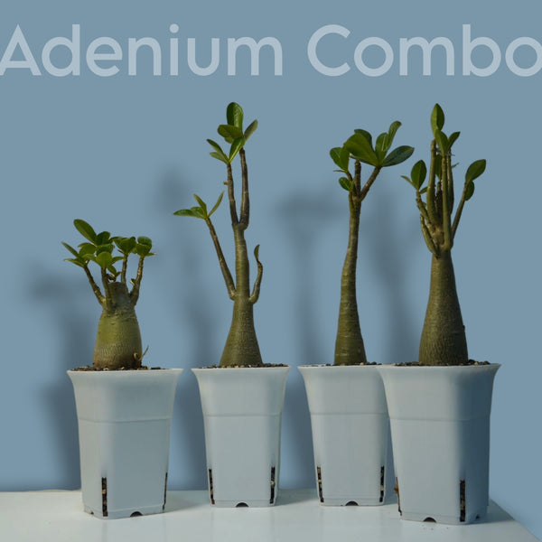 Adenium Arabicum Combo – Exotic Bonsai Indoor Air Purifier Plant (Set of 4) | Oxygen-Boosting Desert Rose
