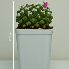 Mammillaria compressa esamu_indoor cactus