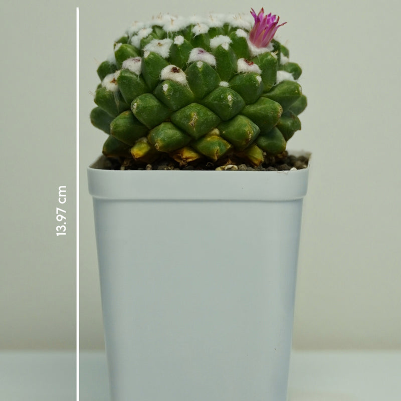 Mammillaria compressa esamu_indoor cactus