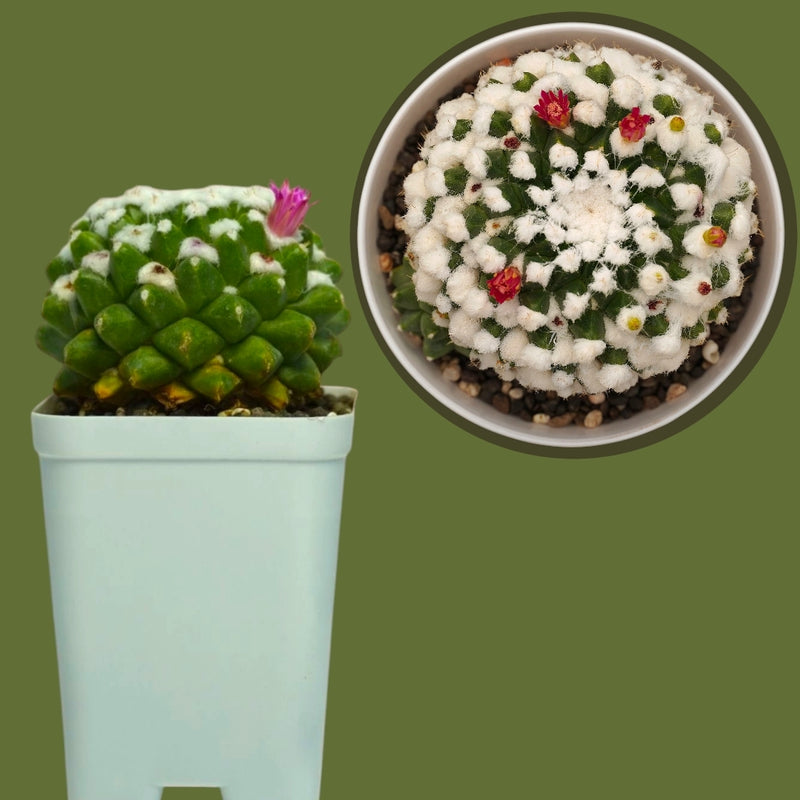 Mammillaria compressa esamu_indoor cactus