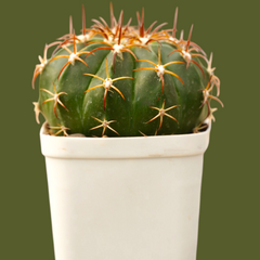 Combo of 6 Different Exotic cactus varieties