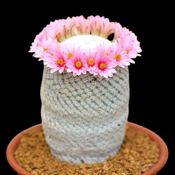 Mammillaria hahniana small cactus plant mini cactus