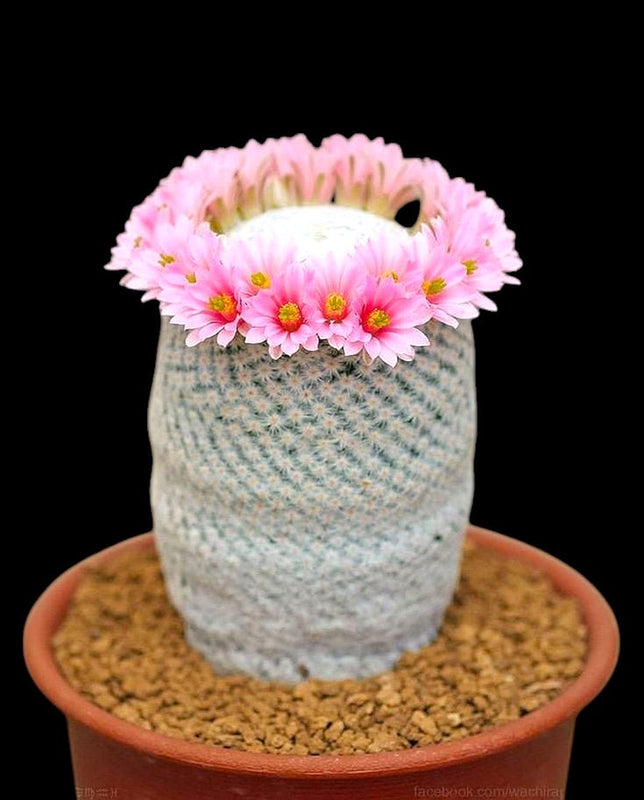 Mammillaria hahniana small cactus plant mini cactus