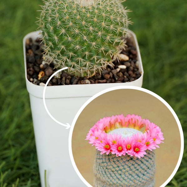 Mammillaria hahniana small cactus plant mini cactus