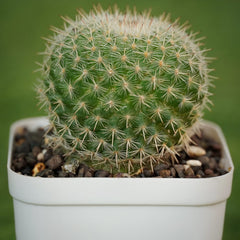 Mammillaria hahniana small cactus plant mini cactus