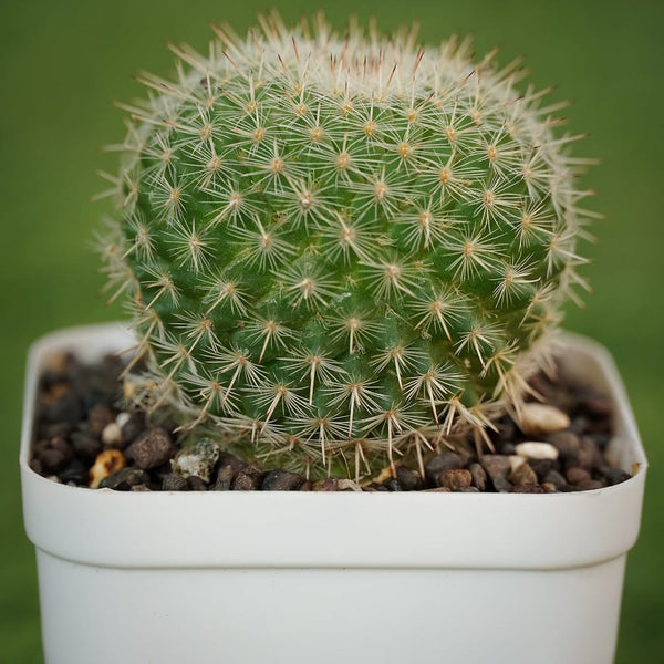 Mammillaria hahniana small cactus plant mini cactus
