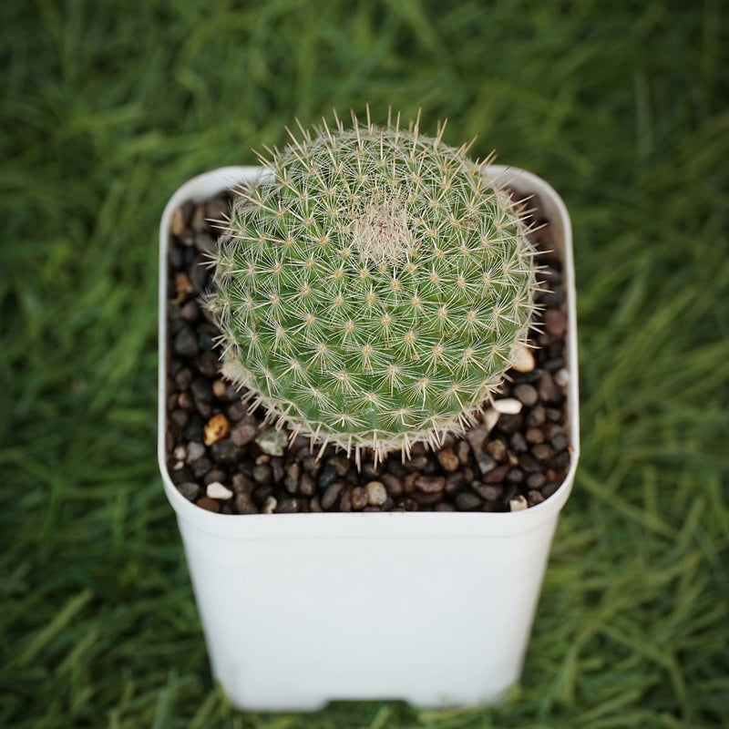 Mammillaria hahniana small cactus plant mini cactus