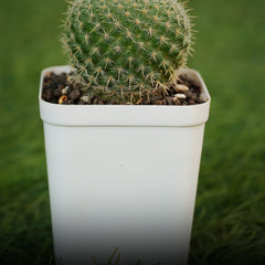 Mammillaria hahniana small cactus plant mini cactus