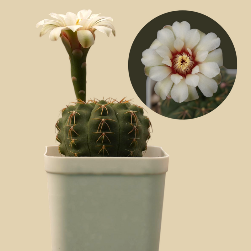 Combo of 6 Different Exotic cactus varieties