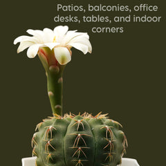 Gymnocalycium quhilianum G.q667_flowering_Cactus