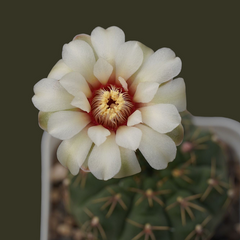 Gymnocalycium quhilianum G.q667_flowering_Cactus