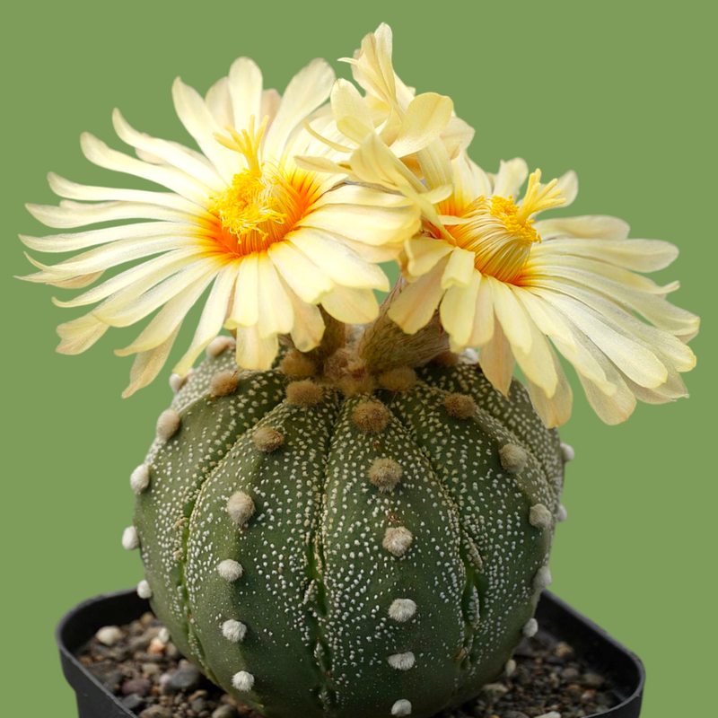 Astrophytum asterias