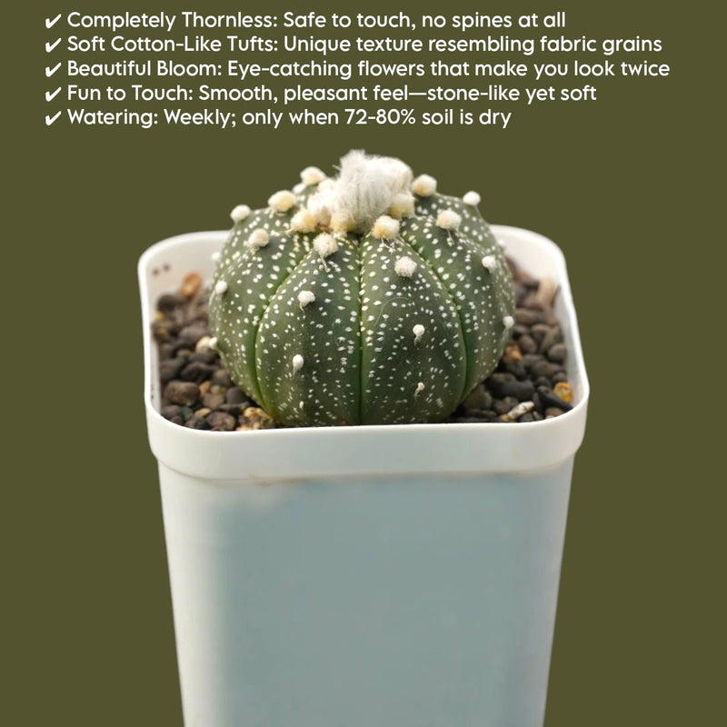 Astrophytum asterias