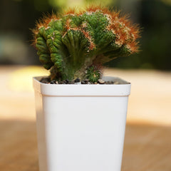Cereus repandus