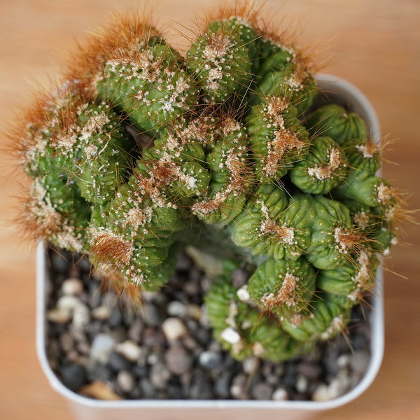 Cereus repandus Petra_gift plant_indoor outdoor plant_succulents plants
