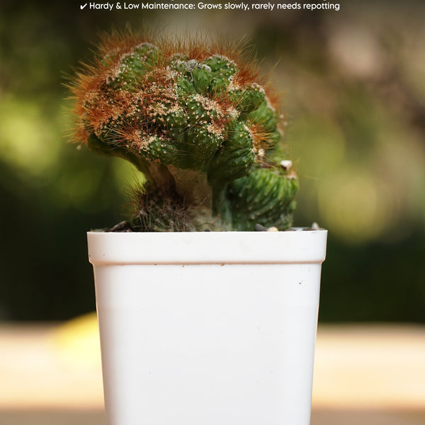 Cereus repandus Petra_gift plant_indoor outdoor plant_succulents plants