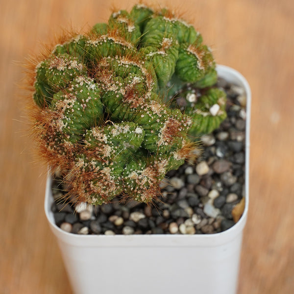 Cereus repandus Petra_gift plant_indoor outdoor plant_succulents plants
