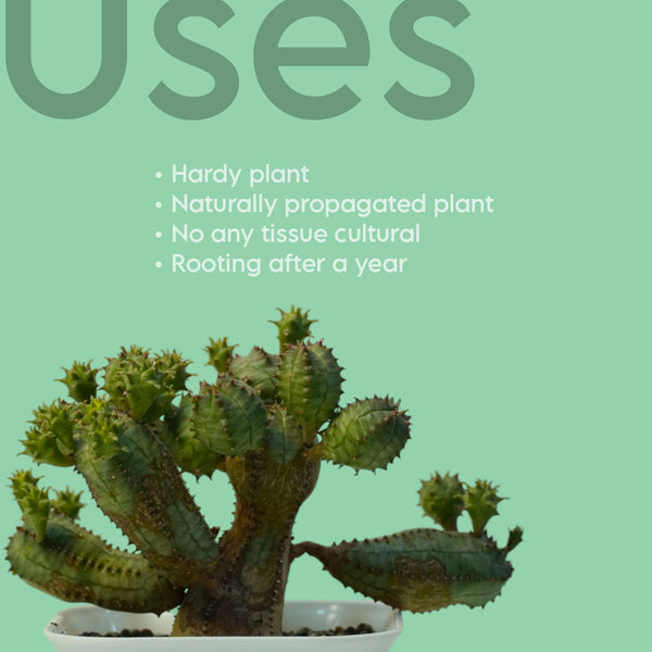 Euphorbia obesa hybrid_succulent plants-indoor plant