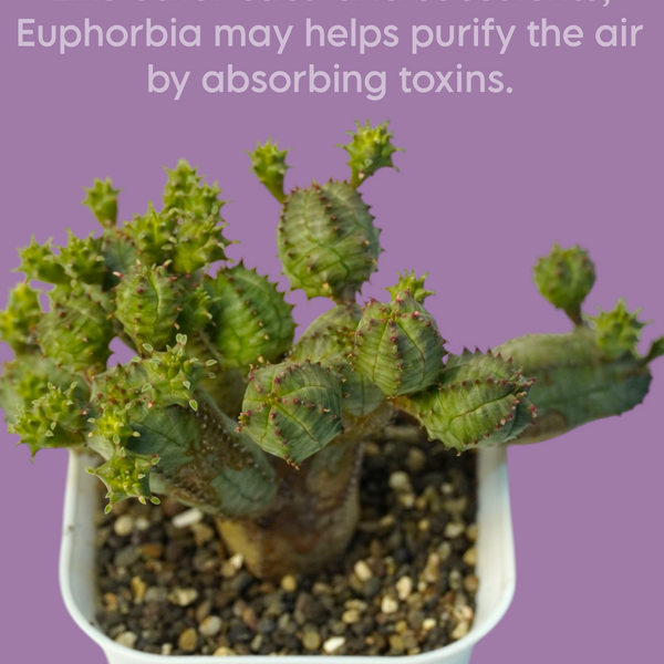 Euphorbia obesa hybrid_succulent plants-indoor plant