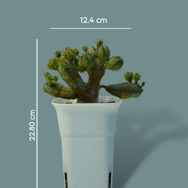 Euphorbia obesa hybrid_succulent plants-indoor plant
