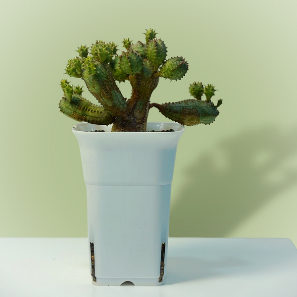Euphorbia obesa hybrid_succulent plants-indoor plant