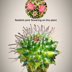Mammillaria compressa variegated_moon cactus 6_INCHS_N_SQUARE_POT WITHOUT_POT