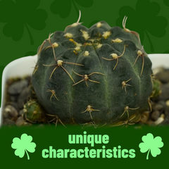 Gymnocalycium robustum x bruchii