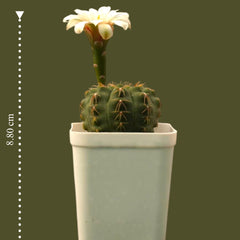 Gymnocalycium quhilianum G.q667_flowering_Cactus
