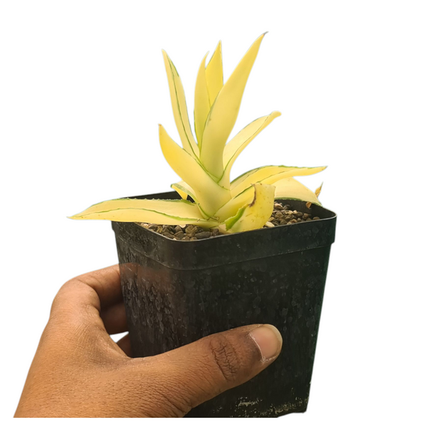 Agave diamantina superstar