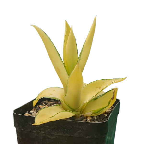 Agave diamantina superstar