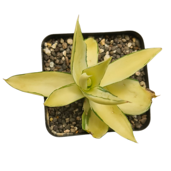 Agave diamantina superstar 4_ROUND_N_POT WITHOUT_POT_SHIPPING