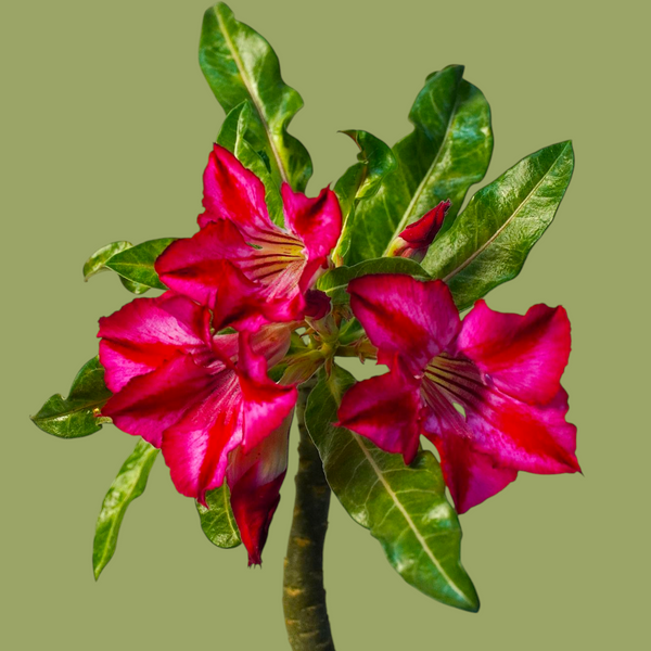 Adenium crispum hybrid