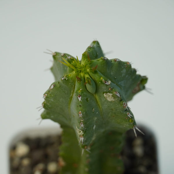 Euphorbia fruticosa inermis